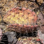 Opuntia valencia (Opuntia aff engelmannii), south of Taos, NM