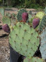 opuntia-valida-dvl13