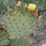 Opuntia valida-like, Tonono Chul Park, Tucson, AZ