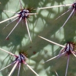 Opuntia valida, spines, Artesia, NM