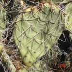 Opuntia valida-like, Kingman, AZ