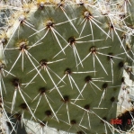 Opuntia valida, base of spines is pink, garden plant