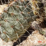 Opuntia valida, unusual base of spines is pink, garden plant