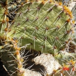 Opuntia valida, unusual base of spines is pink, garden plant