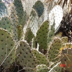 Opuntia valida, Rio Grande Botanical Garde, Albuquerque, NM