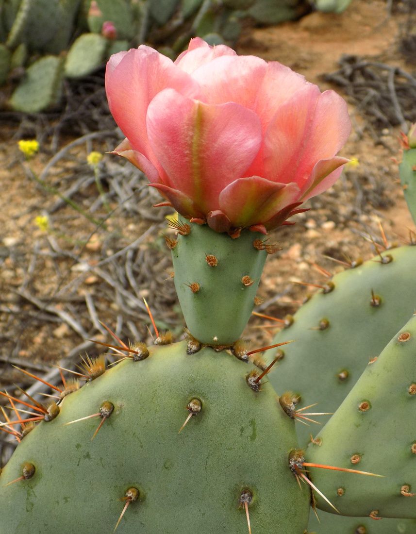 Opuntia vaseyi flower, Michelle Cloud-Hughes
