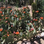 Opuntia vaseyi (O. magenta), Desert Botanical Garden, Tempe, AZ