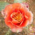 Opuntia vaseyi flower, Michelle Cloud-Hughes