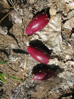 Opuntia woodsii, fruit