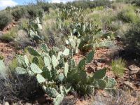 Opuntia woodsii, Gunlock State Park, UT, Nancy Hussey