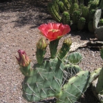 Opuntia woodsii, Desert Botanic Garden, Tempe, AZ