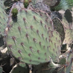 Opuntia woodsii, Wallace Desert Gardens, Scottsdale, AZ