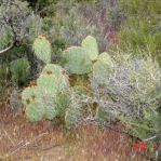 Opuntia woodsii, SE Utah
