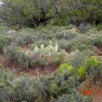 Opuntia woodsii, SE Utah