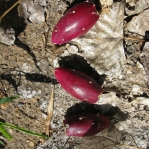 Opuntia woodsii, fruit