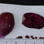 Opuntia woodsii, fruit with seeds, Nancy Hussey
