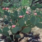 Opuntia woodsii, near Supai, AZ