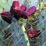 Opuntia wootonii, winter, Belen, NM