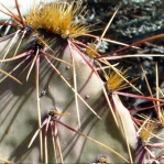 Opuntia wootonii, spiny form