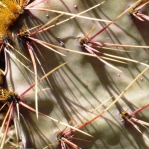 Opuntia wootonii, spiny form