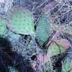 Opuntia wootonii, winter, Belen, NM