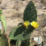 Opuntia wootonii, NOT-spiny form, summer, Belen, NM