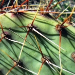 Opuntia wootonii, Rio spiny form, Grande Botanical Garden, Albuquerque, NM