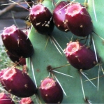 Opuntia wootonii, Rio Grande Botanical Garden, Albuquerque, NM