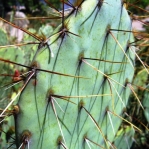 Opuntia wootonii, Rio Grande Botanical Garden, Albuquerque, NM