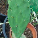 Opuntia xanthoglochia, yellow glochids, new pad with leaves, Jacen A Myers