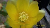 Opuntia zebrina, flower