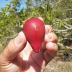 Opuntia zebrina, fruit