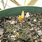 Opuntia zebrina, seedling