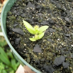 Opuntia zebrina, seedling