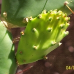 Opuntia zebrina, new cladode with leaves