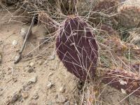 Opuntia zuniensis, greater El Paso, TX area, Carlos Cervantex