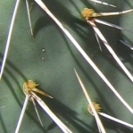 Opuntia zuniensis, close-up of spines