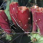 Opuntia zuniensis, close-up of fruit