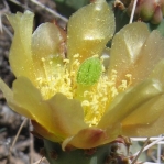 Opuntia zuniensis, flower, Espanola, NM