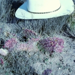 Opuntia zuniensis, Santa Cruz, NM
