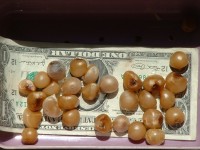 Clivia sp. seeds. Photographer unknown.