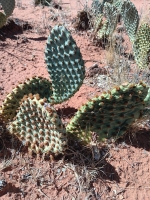 1_opuntia-woodburyi-Dylan-C-Thomas-washington-utah