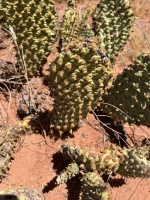 washinton-utah-Brody-Scott