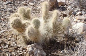 Opuntia polyacantha erinaceae