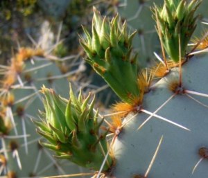 Opuntia valida