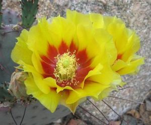 Opuntia macrocentra