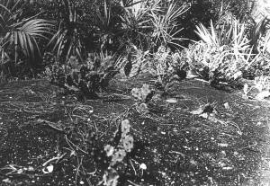 Opuntia lata, floridamemory.com