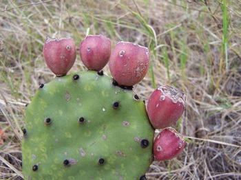 Opuntia turbinata