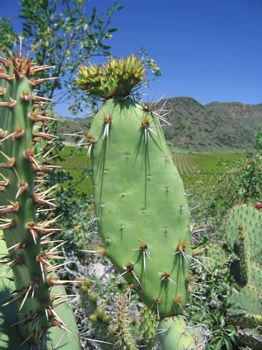 Opuntia semispinosa