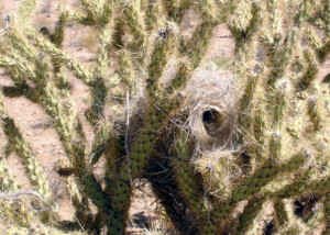 Cholla
